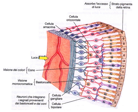 struttura-retina